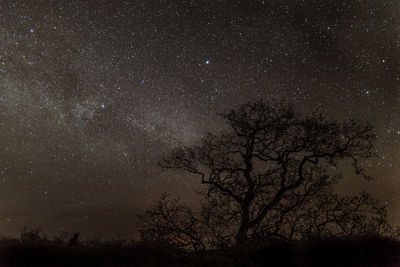 Low angle view of tree against sky at night