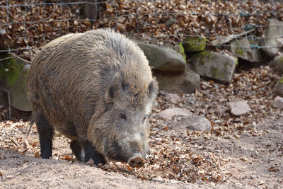 Big and wild boar with brown wool