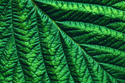 Green leaf macro texture, full-frame shot