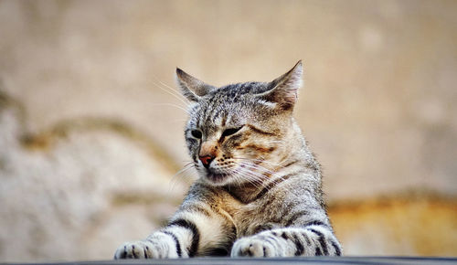 Close-up of a cat looking away