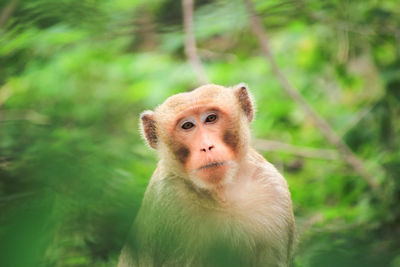 Portrait of monkey on tree