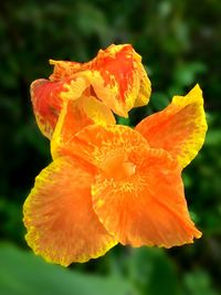 Close-up of yellow flower