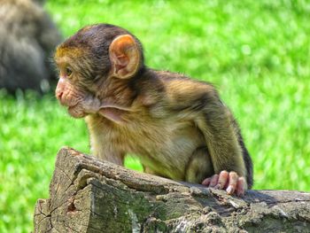 Close-up of monkey sitting on grass