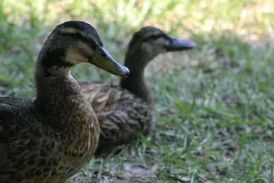 Close-up of duck on grass