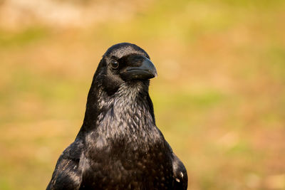 Close-up of a bird