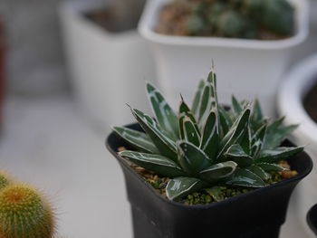 Close-up of succulent plant in pot