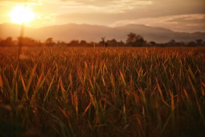 Scenic view of field against sky at sunset