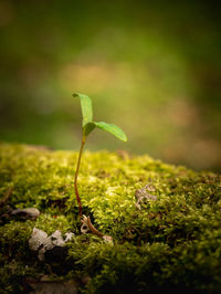 Close-up of plant growing on land