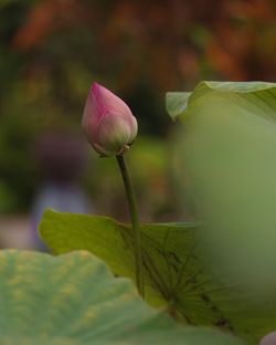 Close-up of pink lotus water lily