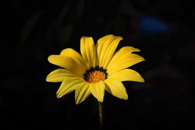 Close-up of yellow flower blooming against black background