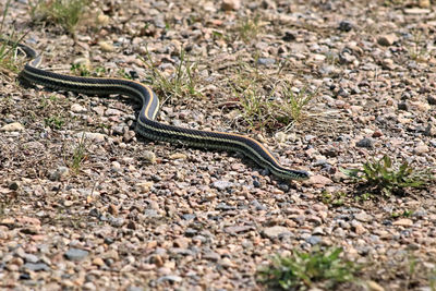 Close-up of snake