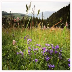 Purple flowers growing in field