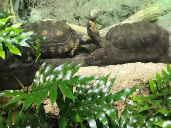 High angle view of turtle swimming in water