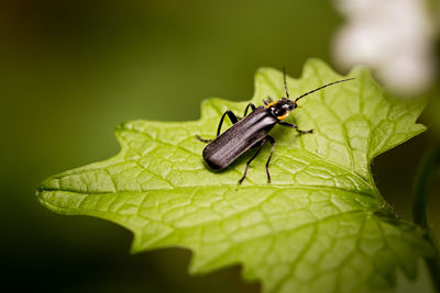 Close-up of fly on leaf