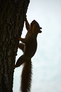 Close-up of lizard on tree trunk against sky