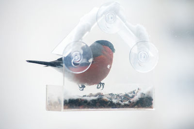 Digital composite image of fish in glass