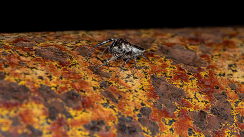 Close-up of insect on rock