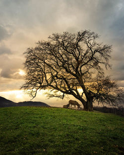 Bare tree on field against sky during sunset