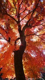 Low angle view of tree against sky