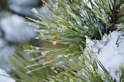 Close-up of waterdrop icicles on pine tree during winter