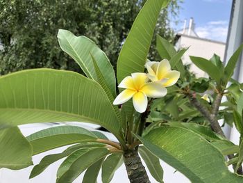 plant