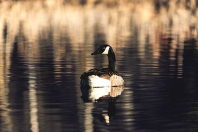 Bird flying over lake
