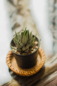 Close-up of potted cactus on table