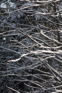 Close-up of twigs on twig in forest