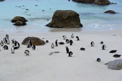 High angle view of birds on beach