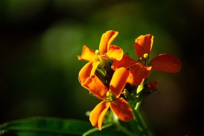 Close-up of orange flowering plant