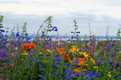 Close-up of purple flowering plants on field against sky