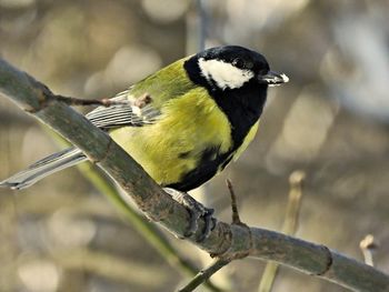 Close-up of bird perching on branch