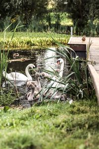 Ducks in lake