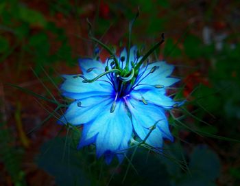 Close-up of blue flower blooming outdoors