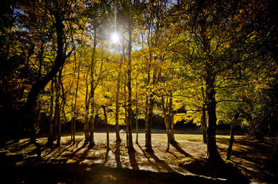 Trees in forest during winter