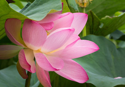 Close-up of pink flower
