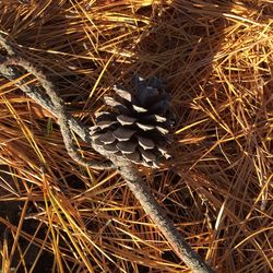 High angle view of pine cone