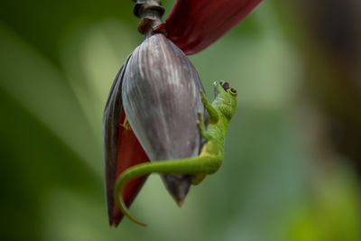 Close-up of insect on banana flower