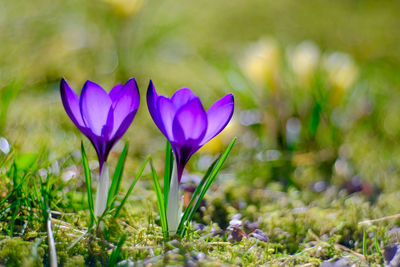 Close-up of purple crocus flowers on field