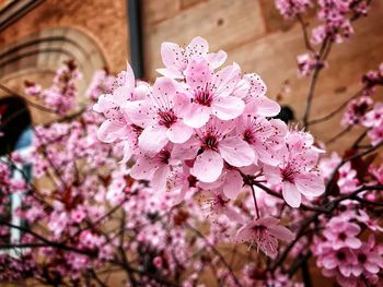 Close-up of pink cherry blossom