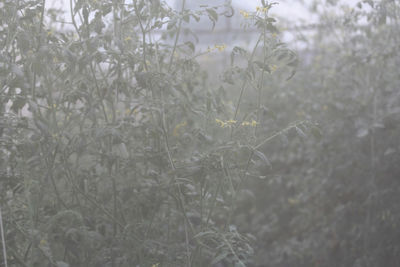 Close-up of plants against trees