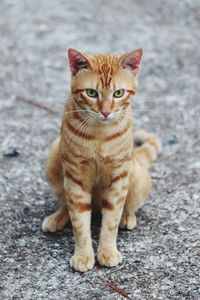 Portrait of cat sitting on footpath