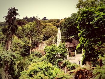 Panoramic view of trees in forest against sky