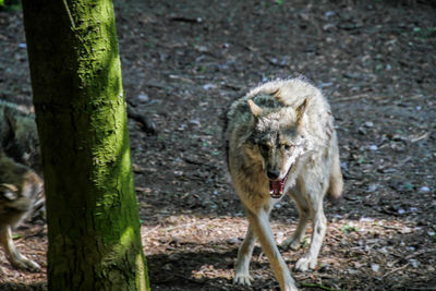 Portrait of sheep on tree trunk in forest