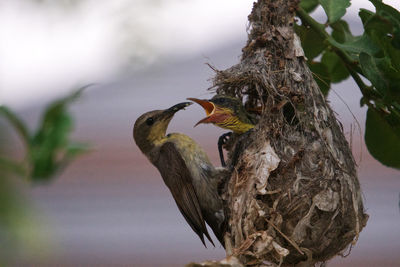 Close-up of bird perching on tree trunk