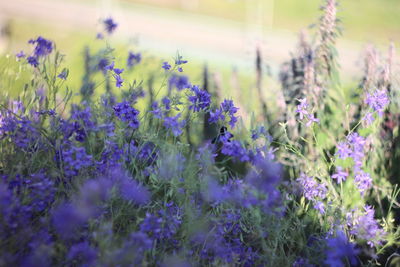 Close-up of purple flowering plants on field