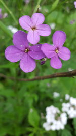 Close-up of pink flowers