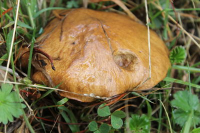 Close-up of crab on grass