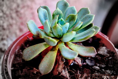 High angle view of succulent plant on field