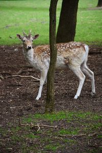 Deer in a field